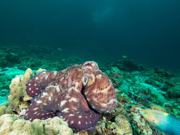 octopus on a coral reef - day octopus imagens e fotografias de stock