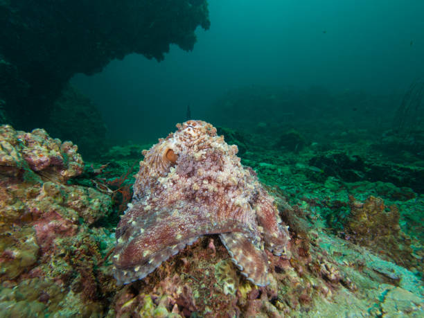 well camouflaged octopus on a coral reef - day octopus imagens e fotografias de stock