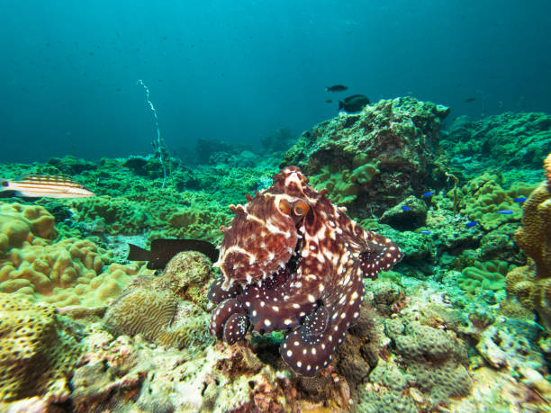 octopus moving over a coral reef - day octopus imagens e fotografias de stock