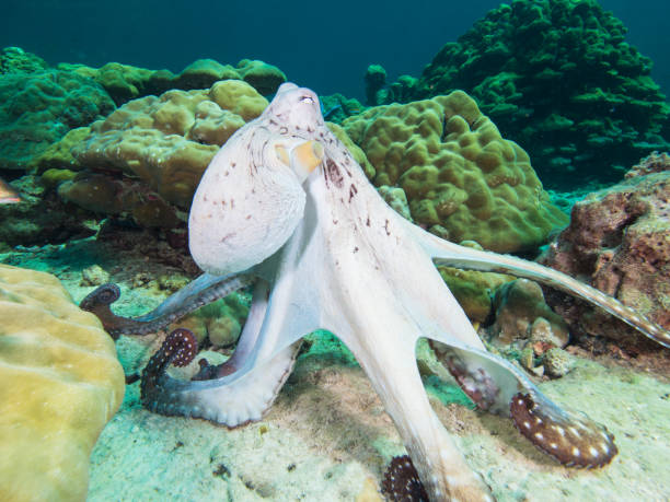 octopus steaching its legs on a coral reef - day octopus imagens e fotografias de stock