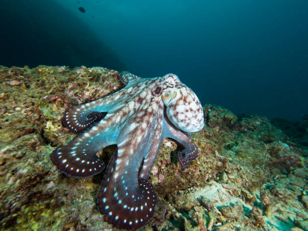 octopus on a coral reef - day octopus imagens e fotografias de stock