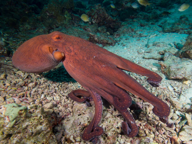 510+ Reef Octopus Stock Photos, Pictures & Royalty-Free Images - iStock