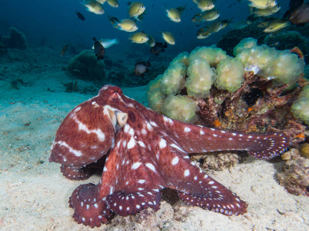 octopus on a coral reef - day octopus imagens e fotografias de stock