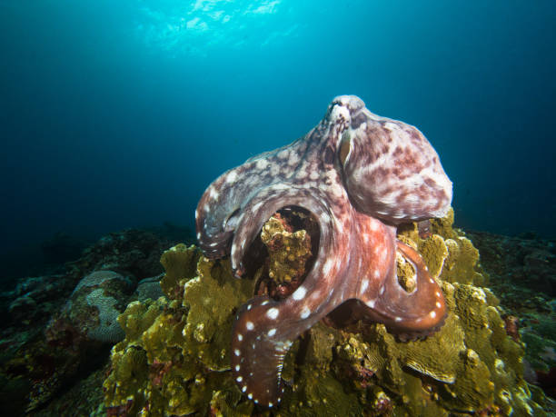 ośmiornica na rafie koralowej - day octopus zdjęcia i obrazy z banku zdjęć