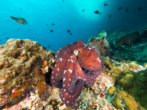 polvo em um recife de coral - day octopus - fotografias e filmes do acervo