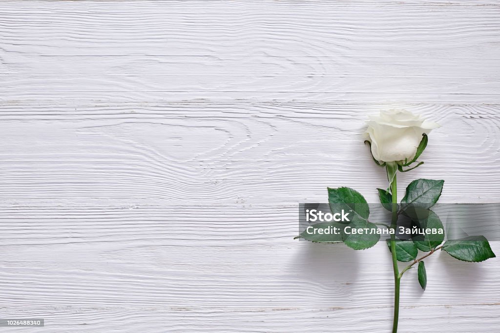 Hermosa Flor Blanca Sobre Fondo De Madera Claro Espacio Para El Laboratorio Foto de stock y más banco de imágenes de Acostado - iStock Hermosa Flor Blanca Sobre Fondo De Madera Claro Espacio Para El Laboratorio Foto de stock y más banco de imágenes de Acostado - iStock