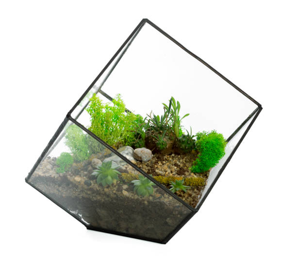 istock succulents plant in pot on white background 1026488874