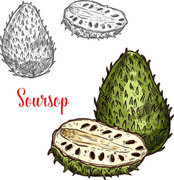 Soursop vector sketch exotic fruit Soursop exotic fruit vector sketch. Botanical design of tropical custard apple, guanabana or graviola of Annona muricata fruit plant for juice, food or farmer market and agriculture design annona muricata stock illustrations