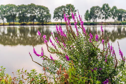 Purple loosestrife or Lythrum salicaria grows striking flowering in the foreground of a small lake with silhouettes of trees in the background.