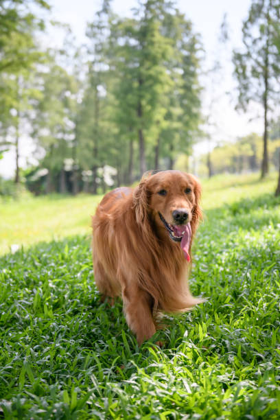 istock Golden Retriever playing in the meadow 1026498778