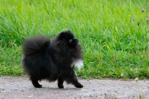 istock Puppy Pomeranian Spitz listens to the owner and performs functions on the command. 1026498832