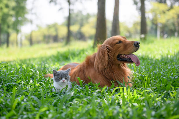 istock Golden retriever and Kitten playing in the meadow 1026498836