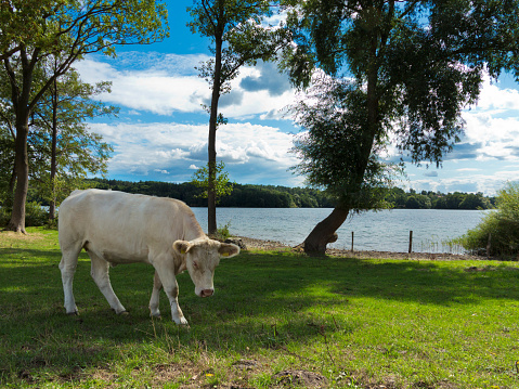 charolais cattle in the pasture by the lake