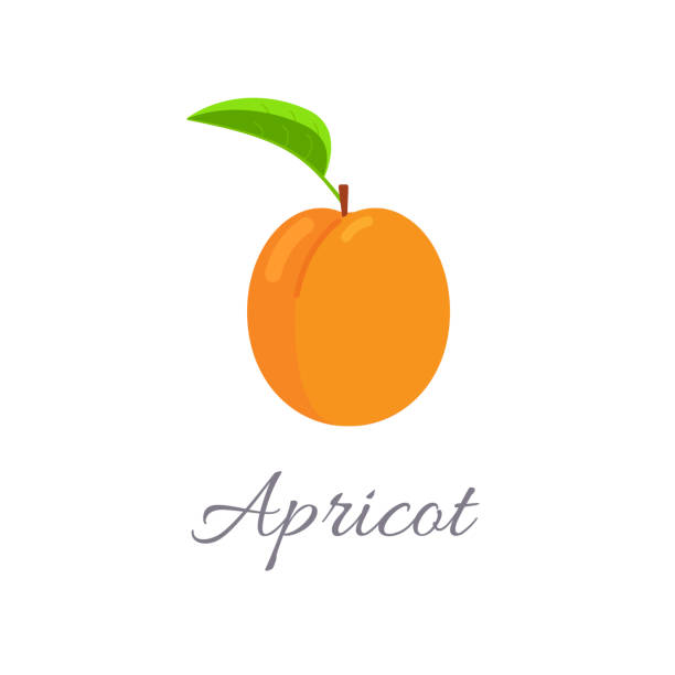 Apricot icon with title Vector illustration of apricot icon in flat style with title, isolated on white background apricot stock illustrations