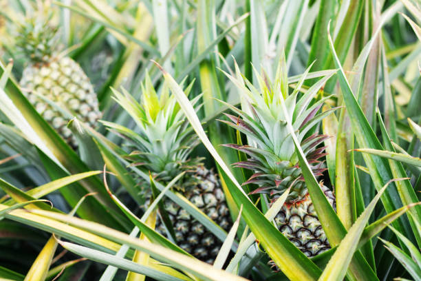 istock Pineapple in the plantation. 1026509054