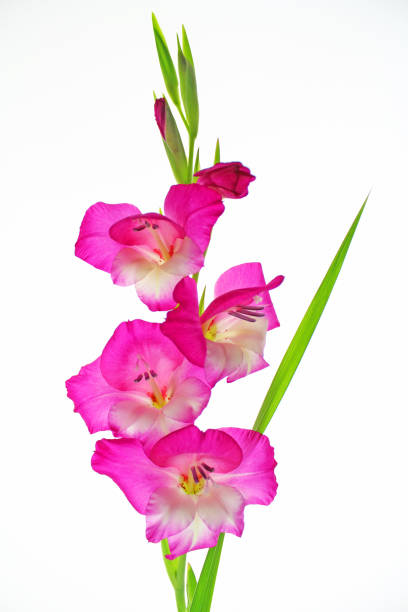 glaïeul de fleurs rose sur fond blanc - gladiolus flower floral pattern single flower photos et images de collection