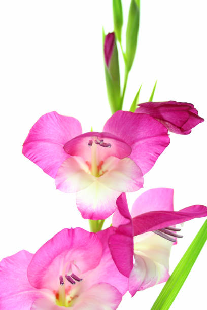 glaïeul de fleurs rose sur fond blanc - gladiolus flower floral pattern single flower photos et images de collection