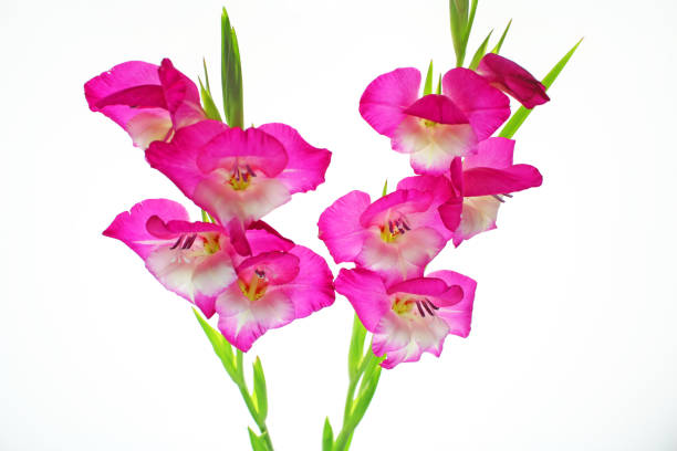 gladíolo flores cor-de-rosa em fundo branco - gladiolus flower floral pattern single flower - fotografias e filmes do acervo