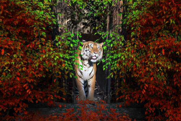 istock tiger standing in the midst of a natural forest. 1026514402