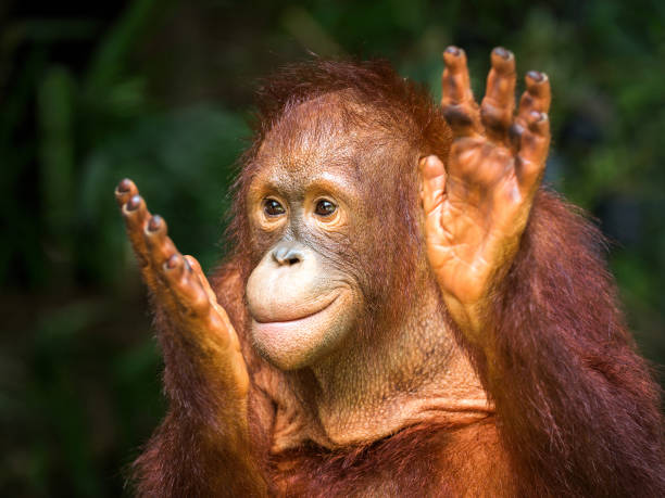 junger orang-utan klatschte freude in der natur - orangutan ape endangered species zoo stock-fotos und bilder