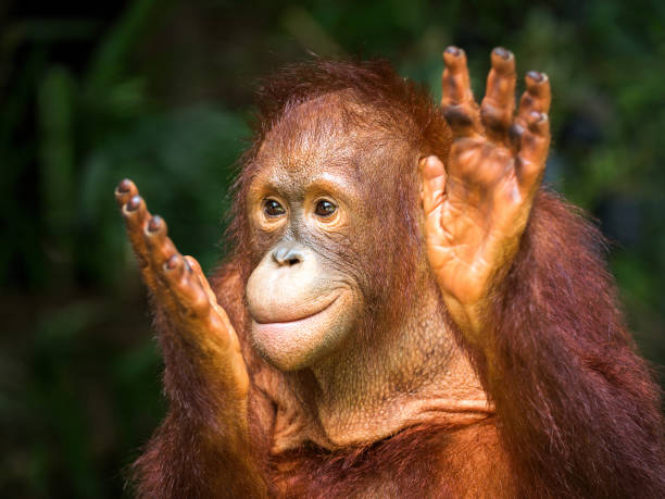 young orangutan clapping delight in the natural - orangutan ape endangered species zoo imagens e fotografias de stock