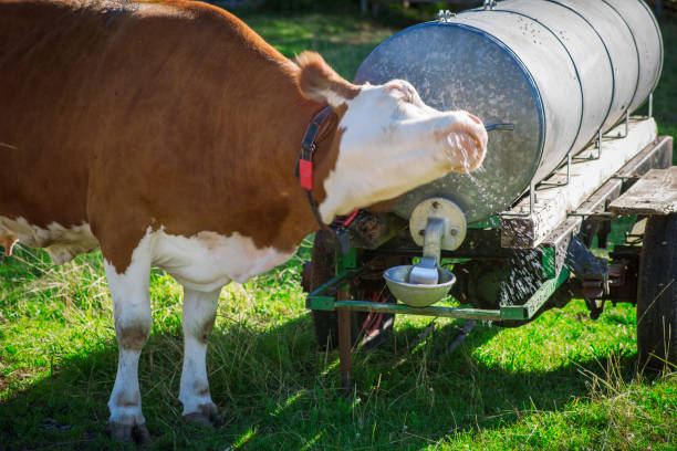 vaca, tremendo no local de rega - milk tanker fotos - fotografias e filmes do acervo