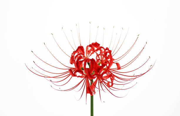 Red spider lily on white background Red spider lily on white background red spider lily stock pictures, royalty-free photos & images