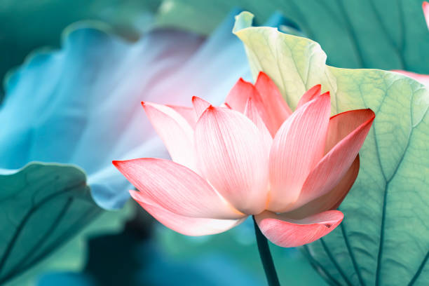 Lotus flower Lotus flower plants in garden pond lotus water lily photos stock pictures, royalty-free photos & images