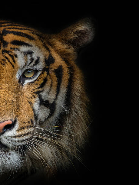 The face of a male tiger. stock photo