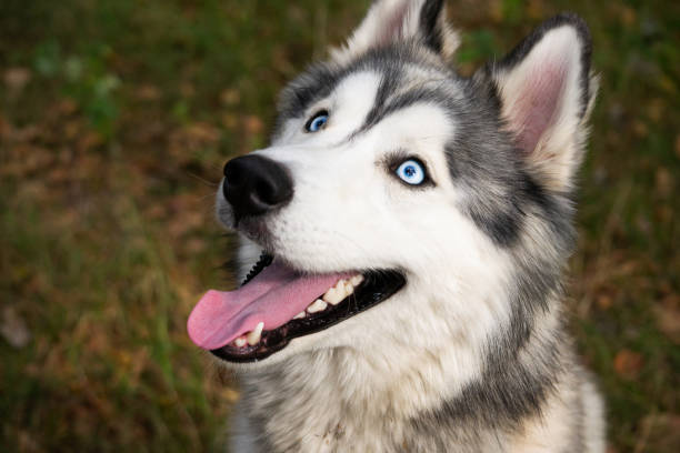 perro enérgico joven en un paseo. husky siberiano. - dog smiling animal tongue pink fotografías e imágenes de stock