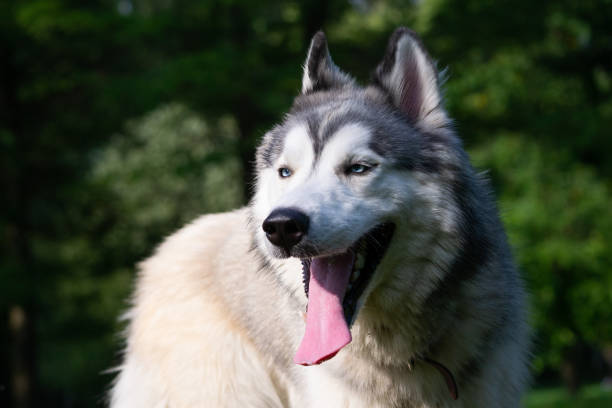 istock Young energetic dog on a walk. Siberian husky. 1026515316