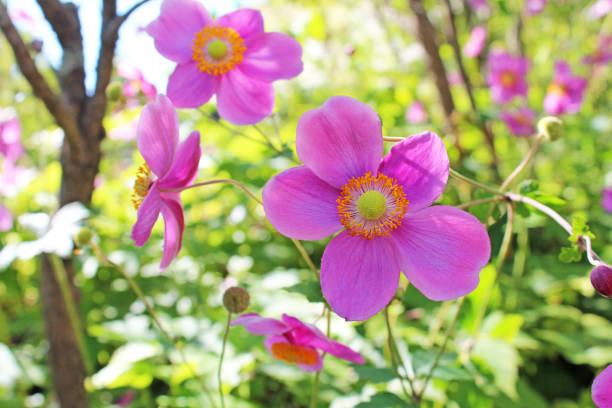 日本のシュウメイギク - yellow wood anemone ストックフォトと画像