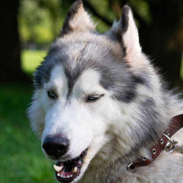 istock Young energetic dog on a walk. Siberian husky. 1026515448