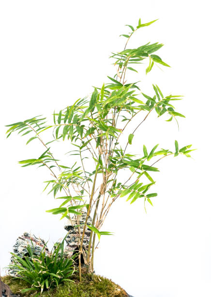 liść bambusa ze ścieżką przycinającą wyizolowany na białym - bamboo leaf bamboo shoot feng shui zdjęcia i obrazy z banku zdjęć