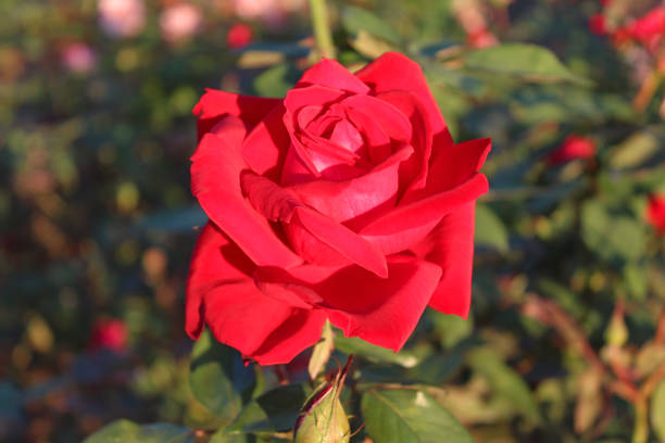 istock Pink roses in garden 1026518350