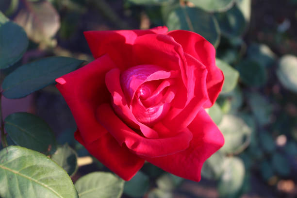 istock Pink roses in garden 1026518418