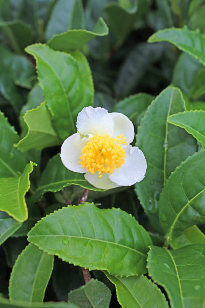 Japanese tea flower