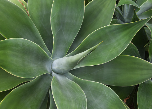 Agave plant leaf patterns