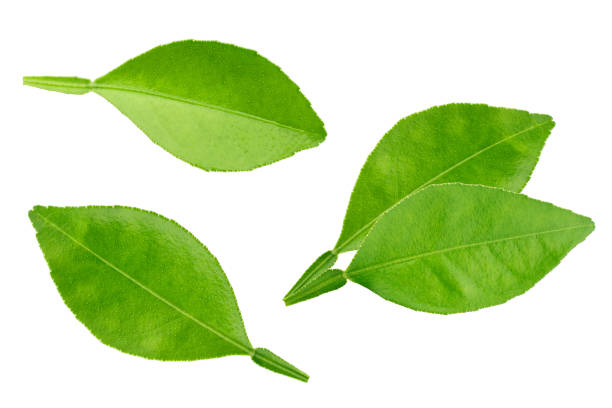 istock Citrus leaves isolated on white background 1026528854