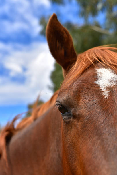 istock Horse eating grass in a farm 1026529602