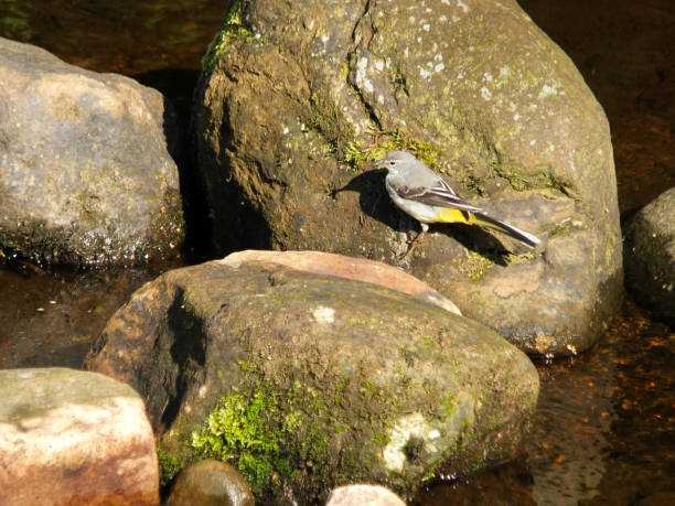 istock A close up of grey wagtail perched on a moss covered boulder in a river while feeding in late summer sunlight 1026529874