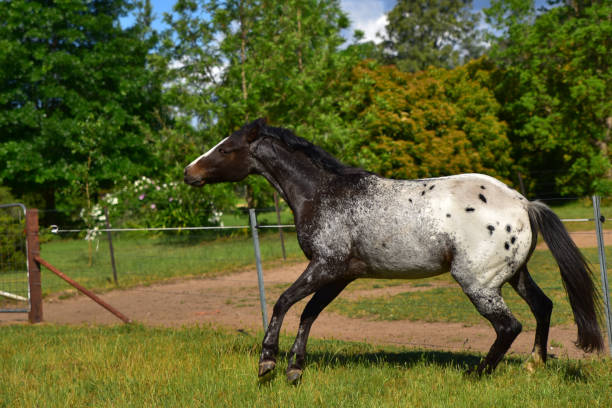 istock Horse eating grass in a farm 1026529878