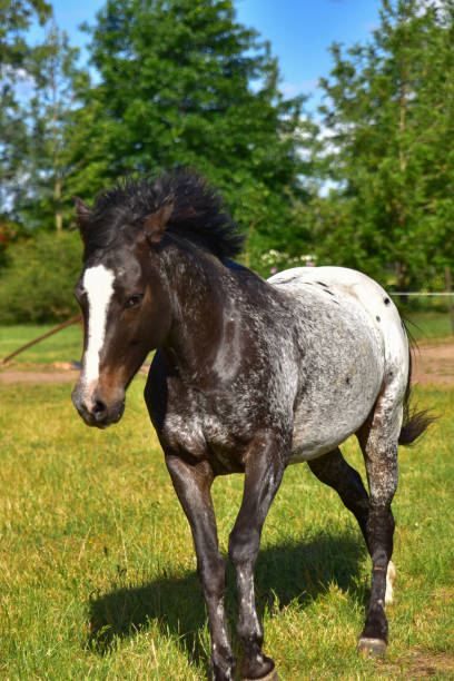 istock Horse eating grass in a farm 1026529910