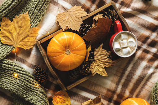 Autumn still life from tray full of pumpkin, leaves, cones, scarf, mug of cocoa, coffee or hot chocolate with marshmallow on plaid with garland. Concept warm home comfort