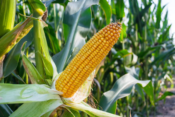istock green corn cobs full of large grains in the field 1026540886