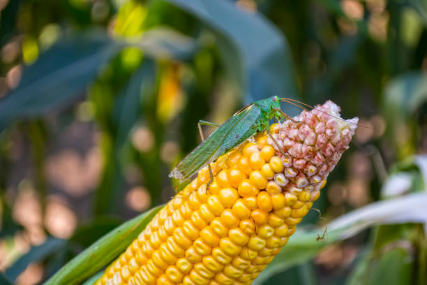 a green locust or a grasshopper eats corn, sitting on the ear - locust invasion imagens e fotografias de stock