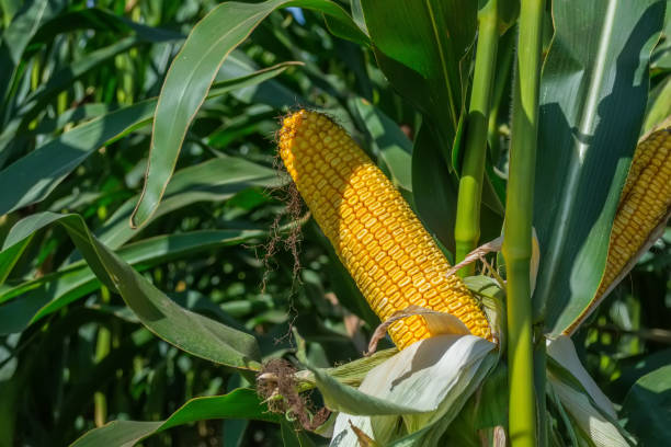 istock green corn cobs full of large grains in the field 1026541000