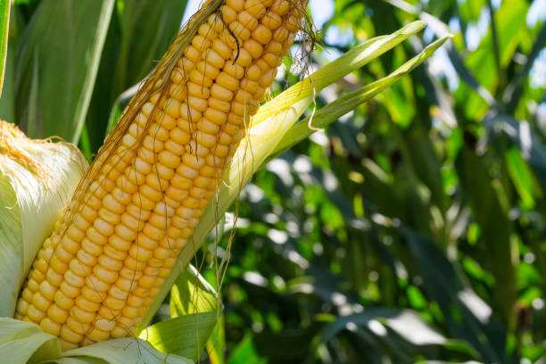 istock green corn cobs full of large grains in the field 1026541126