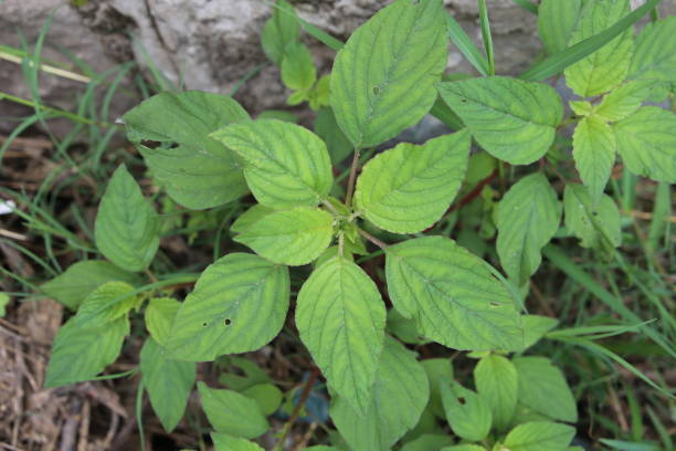 istock Fresh mint growing in a herb garden 1026541174