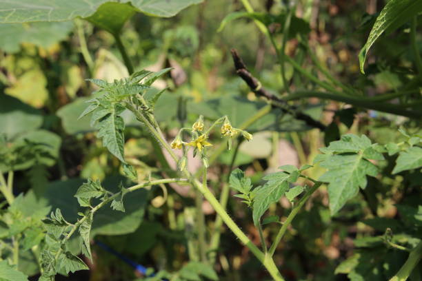 istock Solanum lycopersicum, commonly known as a tomato plant 1026541254